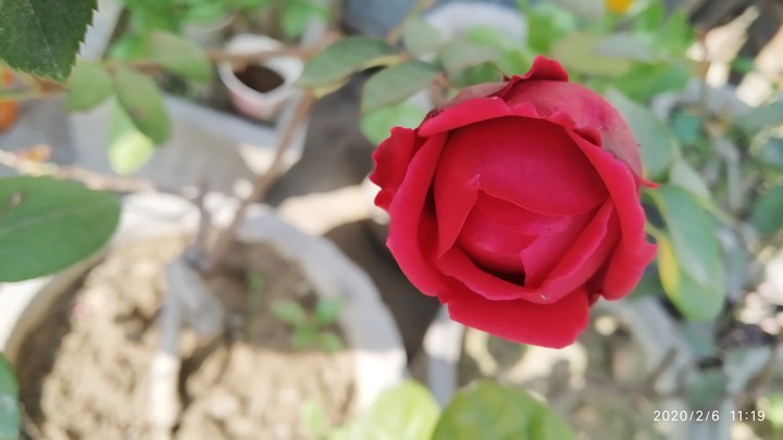 red rose