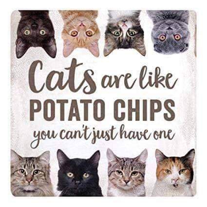 cats
