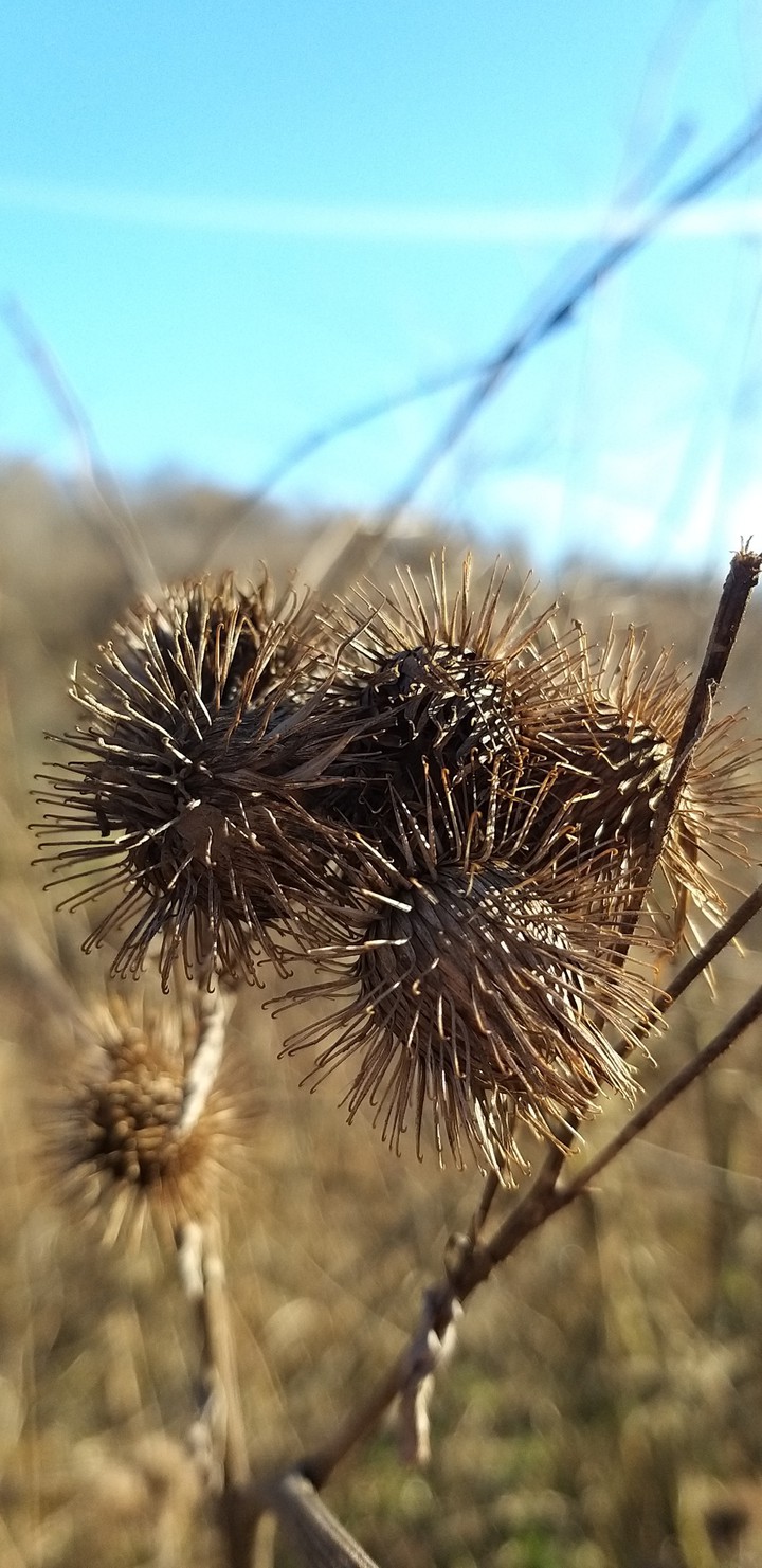 nature