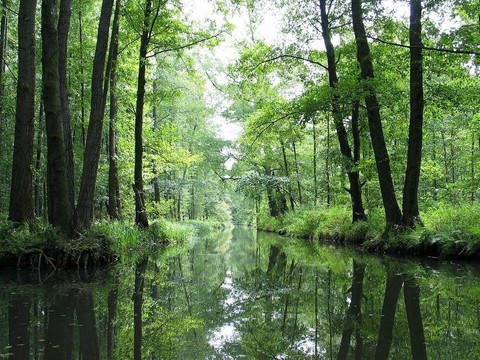nature, bayou achtergronden