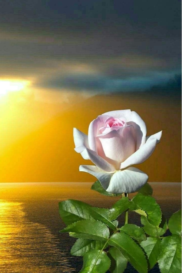 Rose⚘