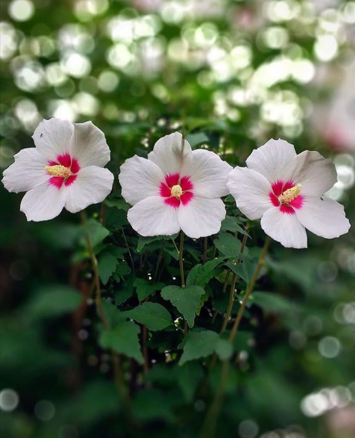 Hibiscus