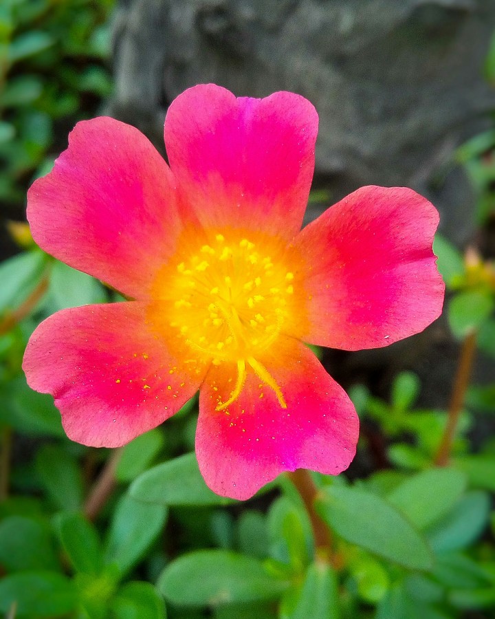 Pink Flower