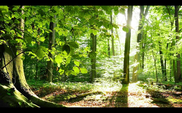 Sun in the forest