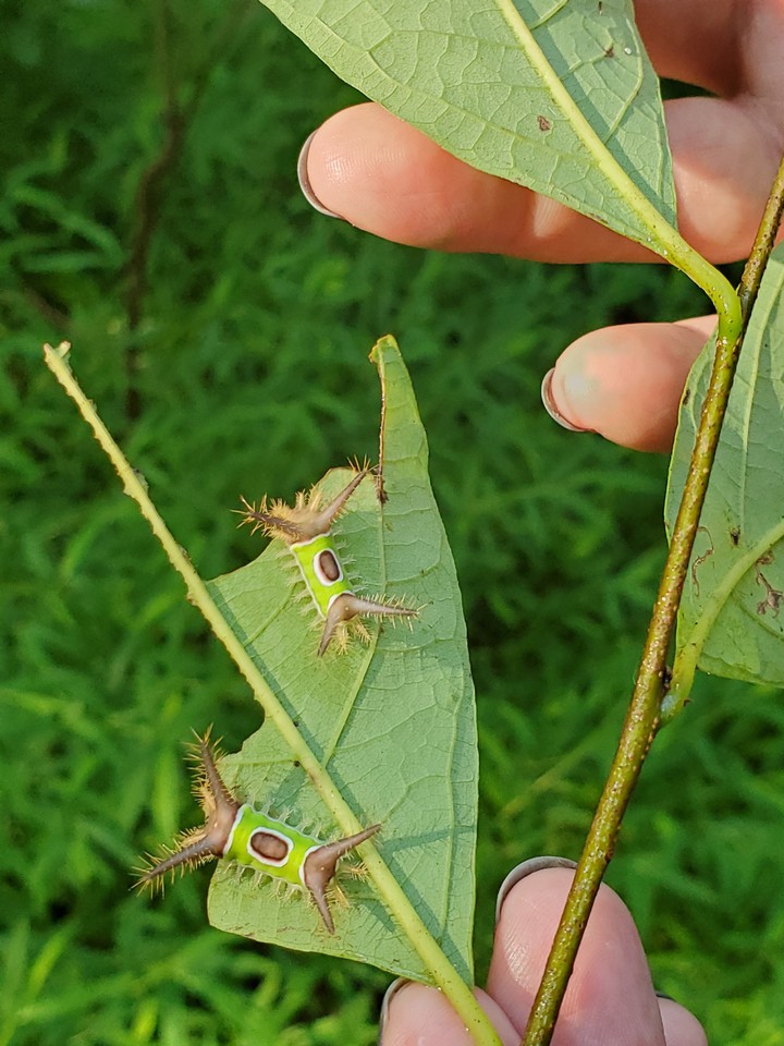 saddleback Caterpillars
