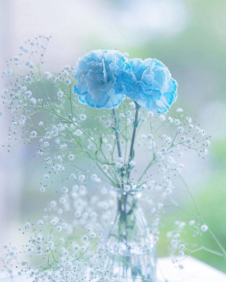 Carnation