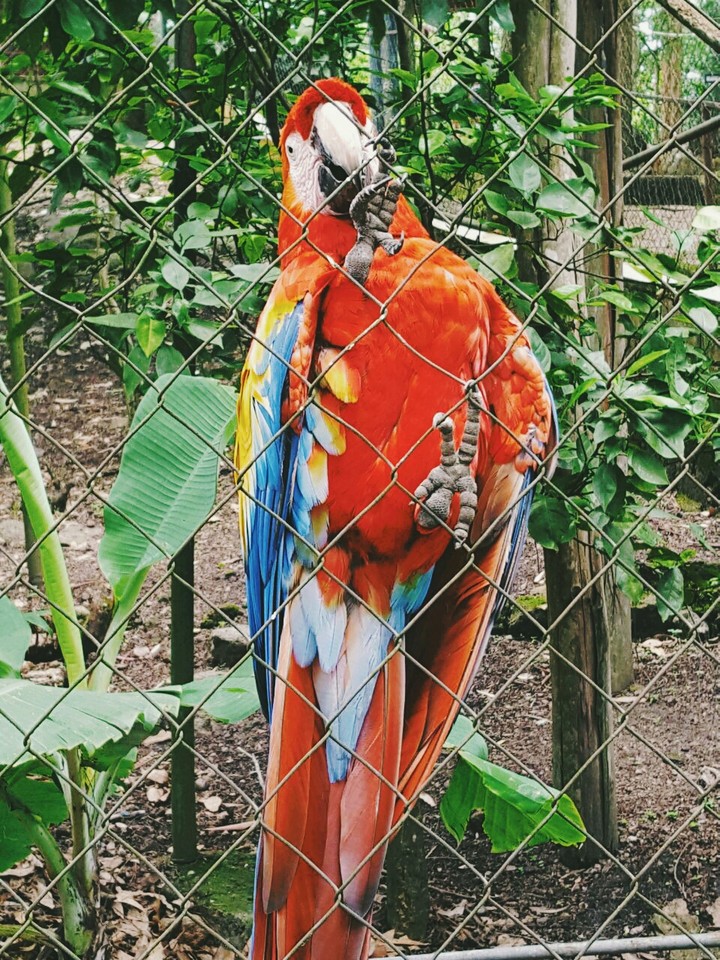 Guacamaya