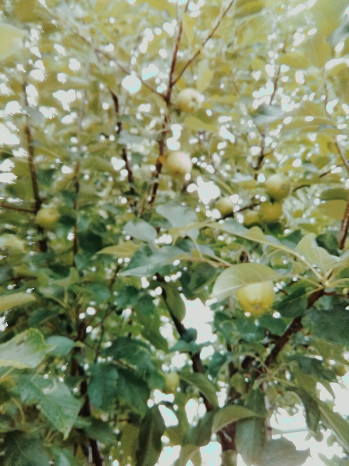 bitki