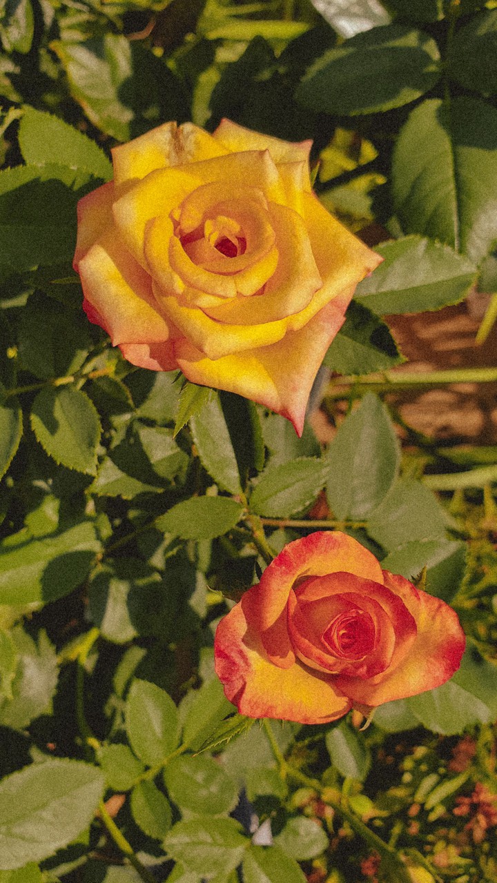SUNKISSED-ROSE