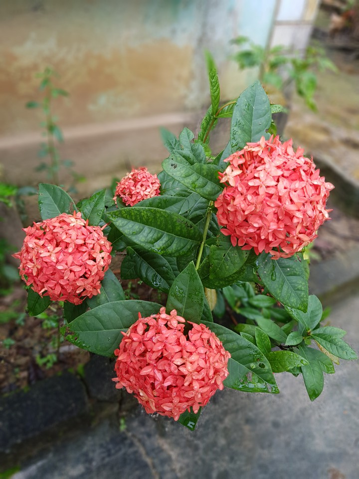 Ixora coccinea