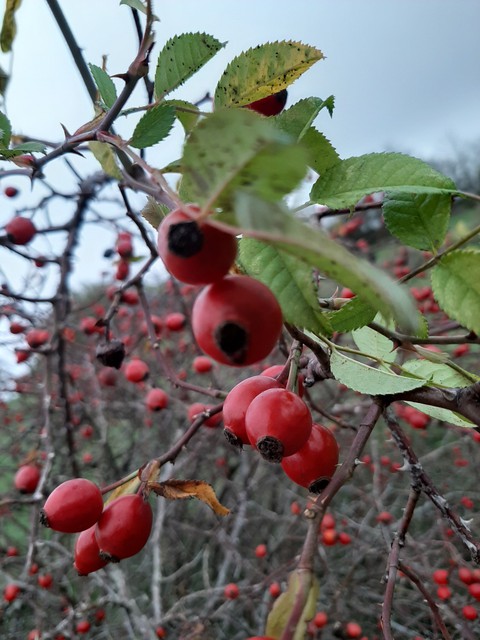 more berrys