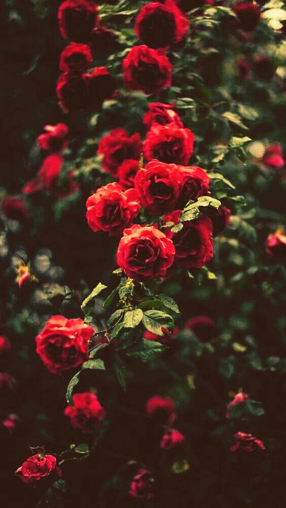©Rose