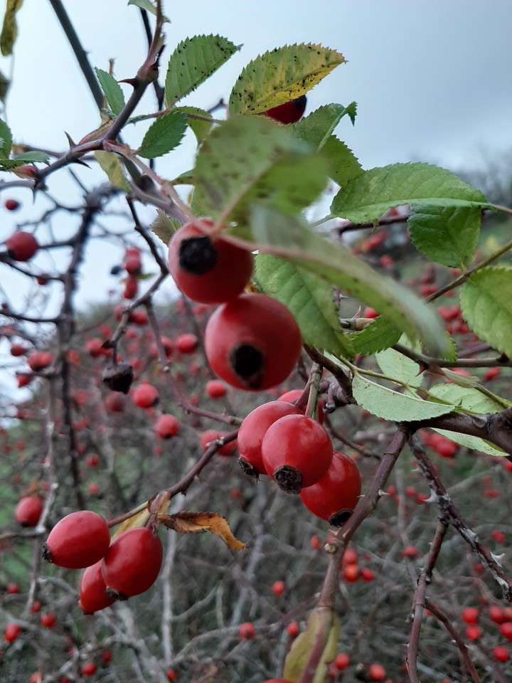 more berrys