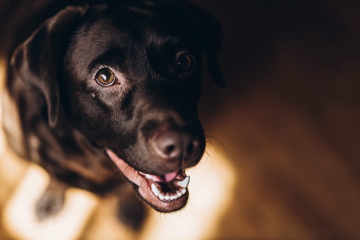 Happy dog