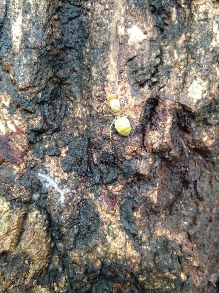 Yellow Ant