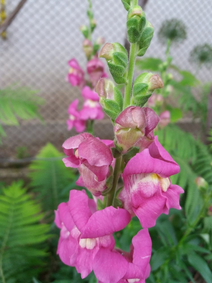 pink flowers