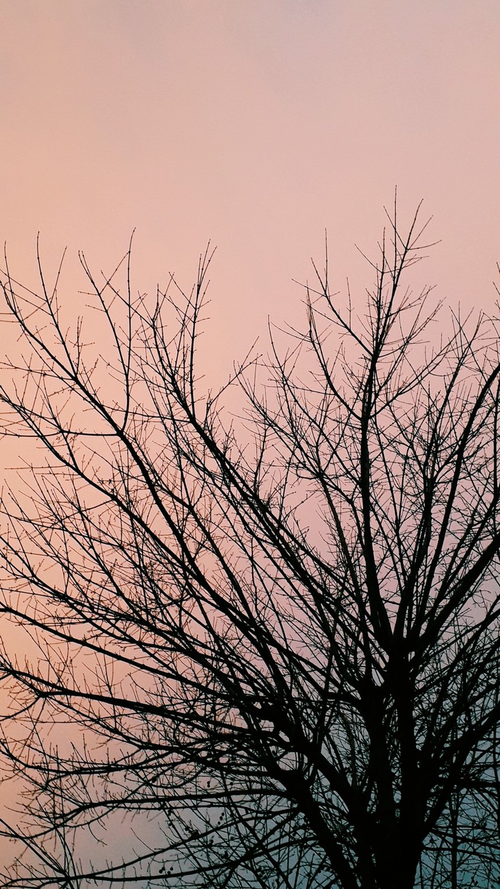 tree