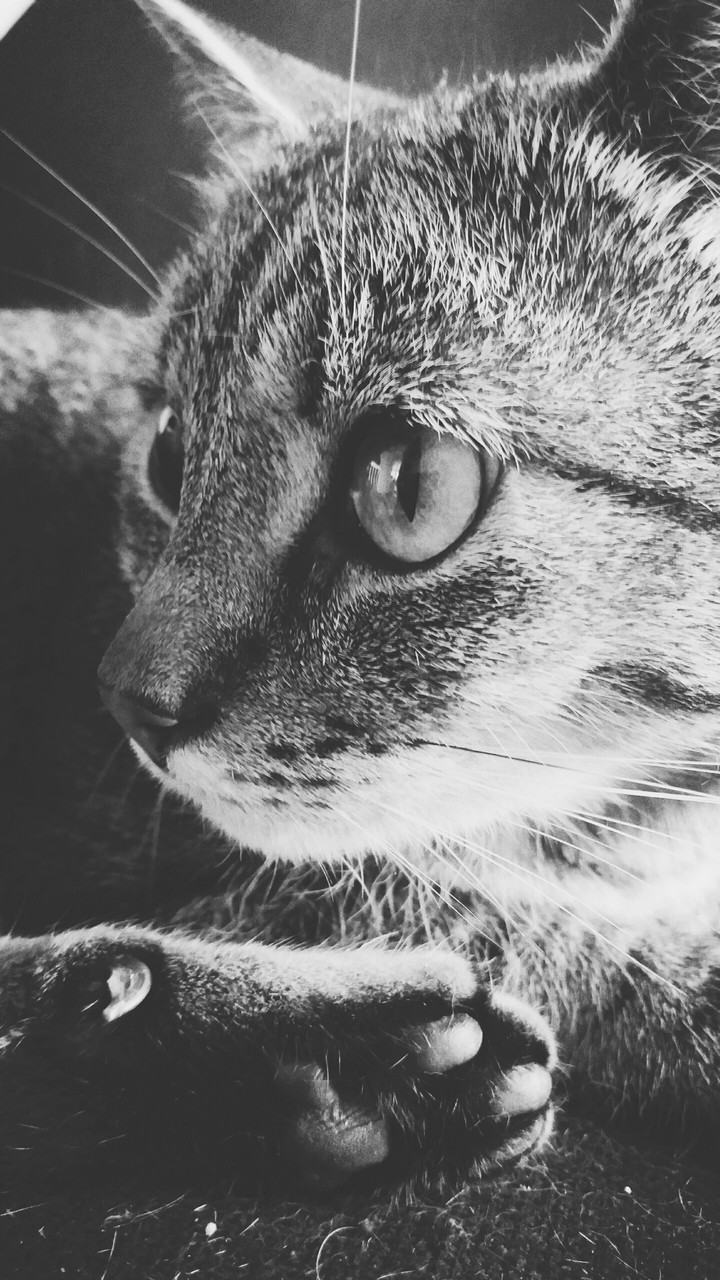 a cat
