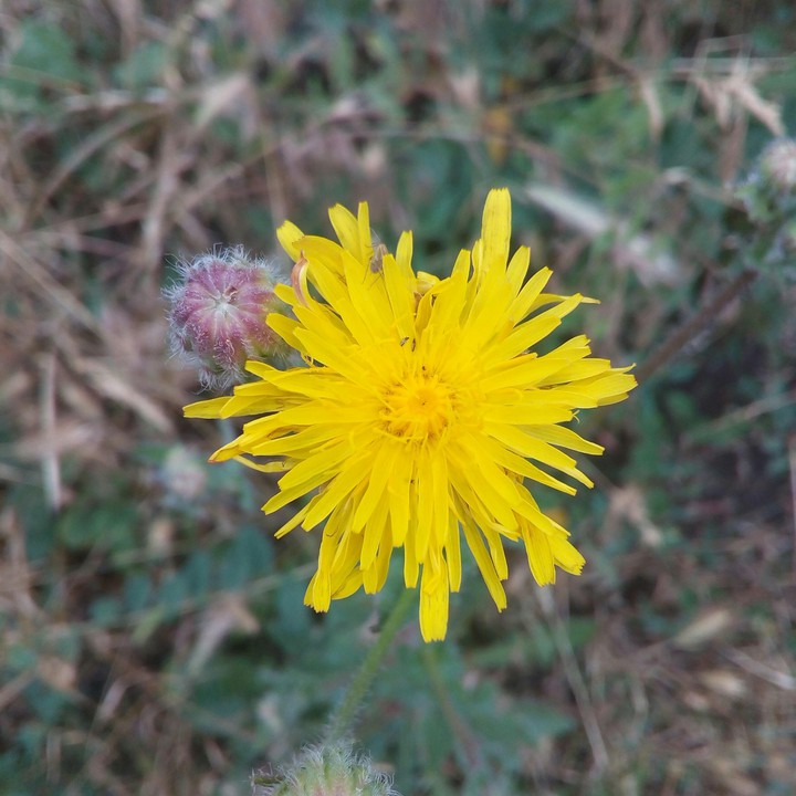 Dandelion
