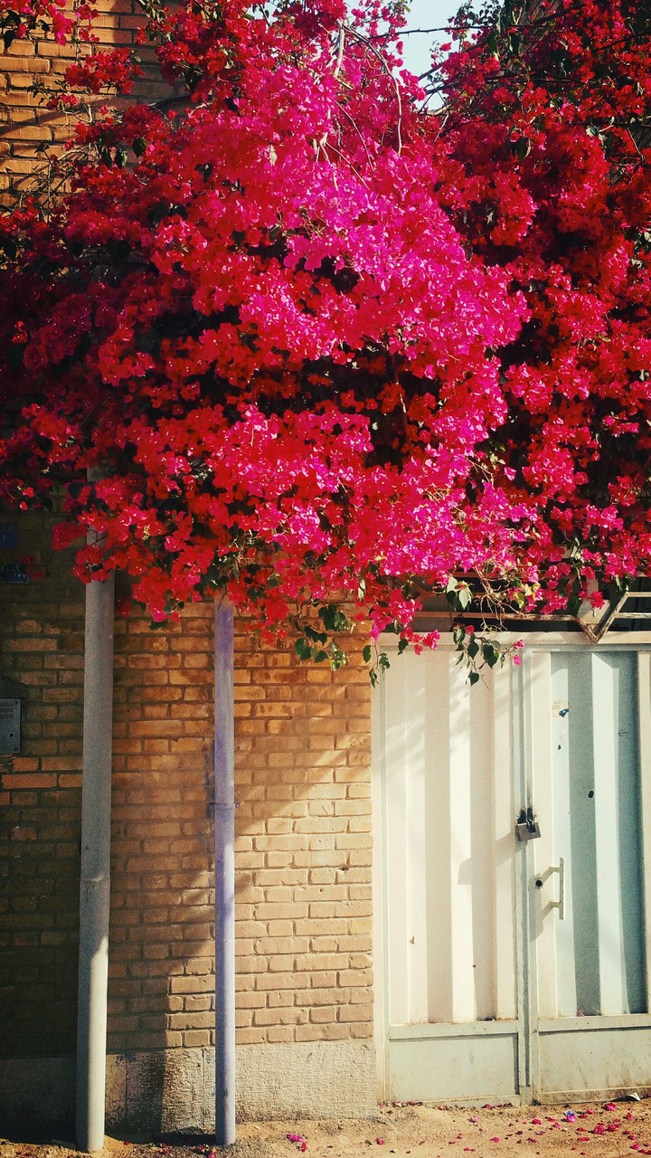 Paper flowers