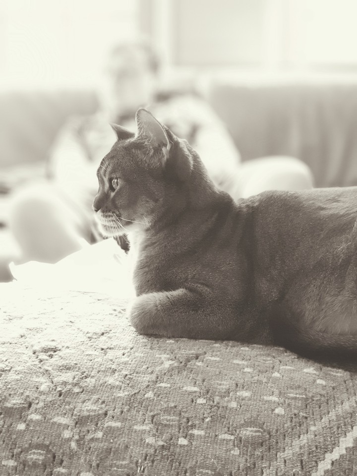 абессинский кот
