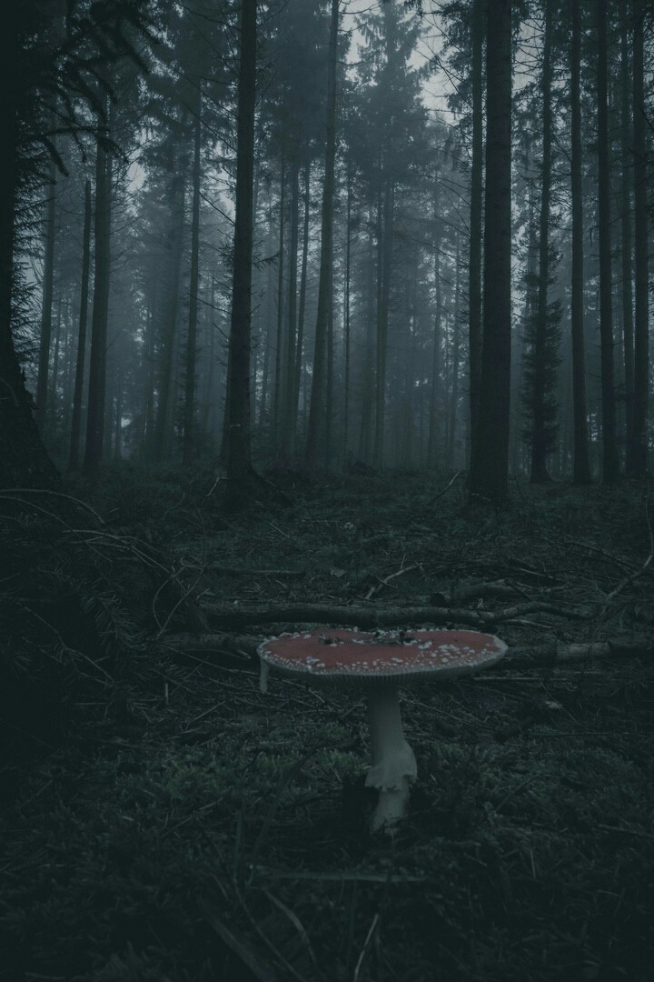 мухомор