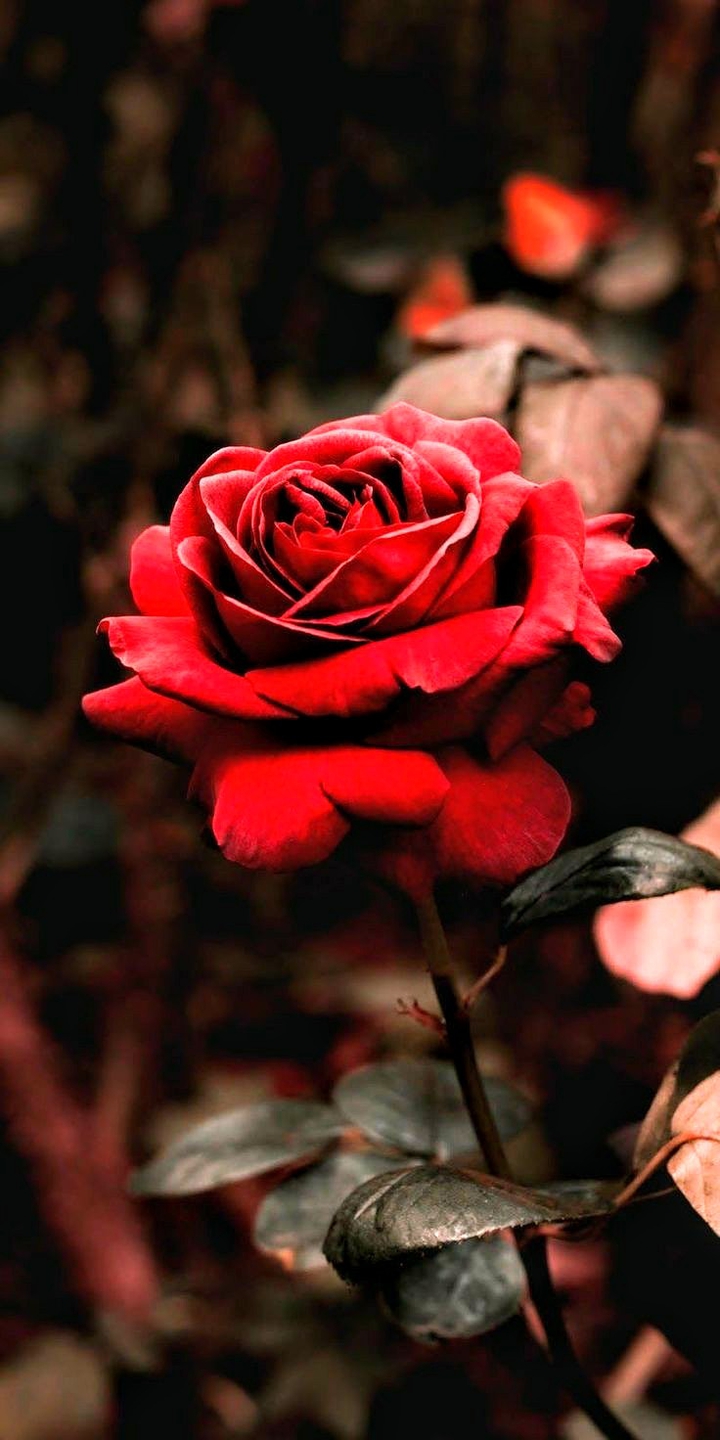 La passione....