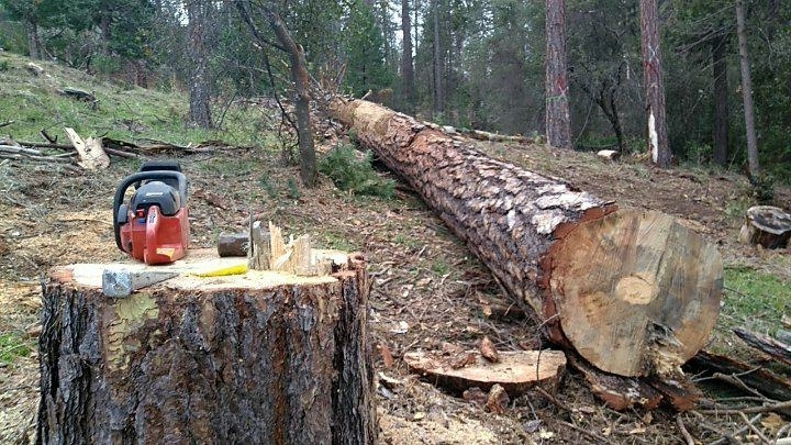 I'm a Logger