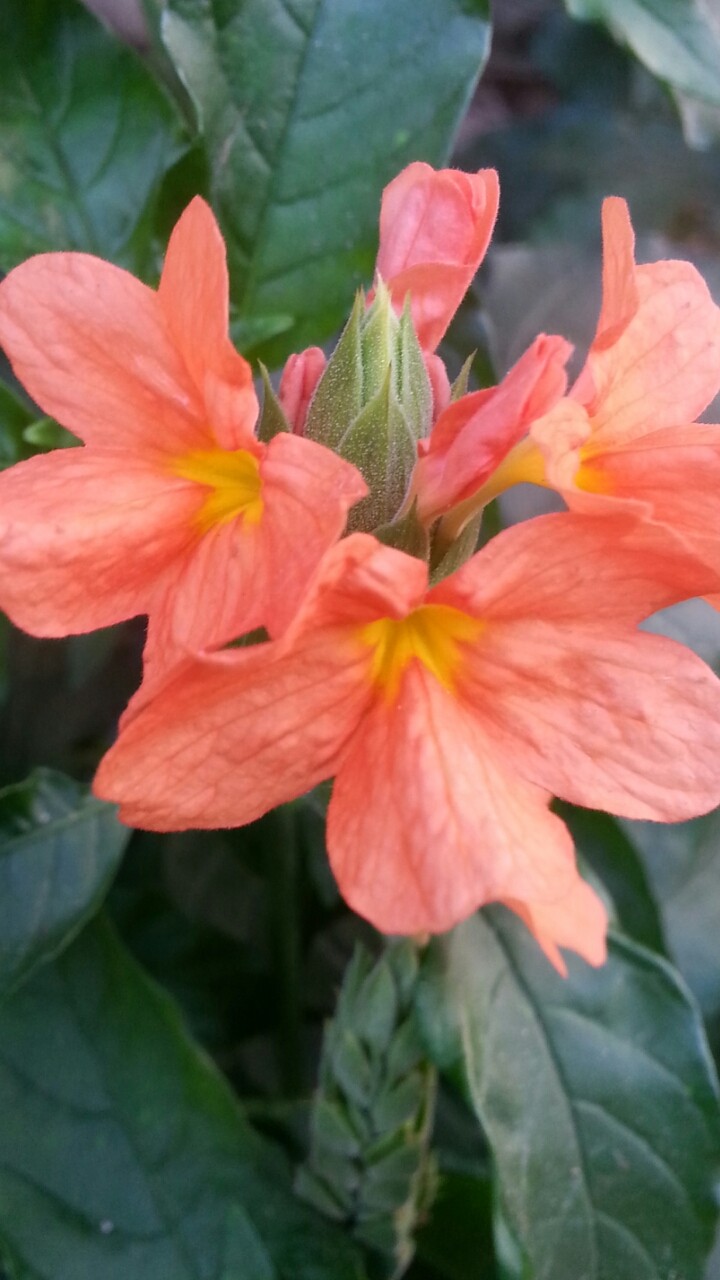 flowers of nature
