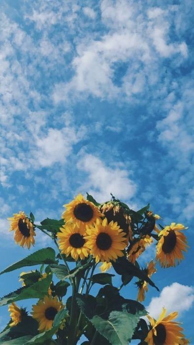 Girasol