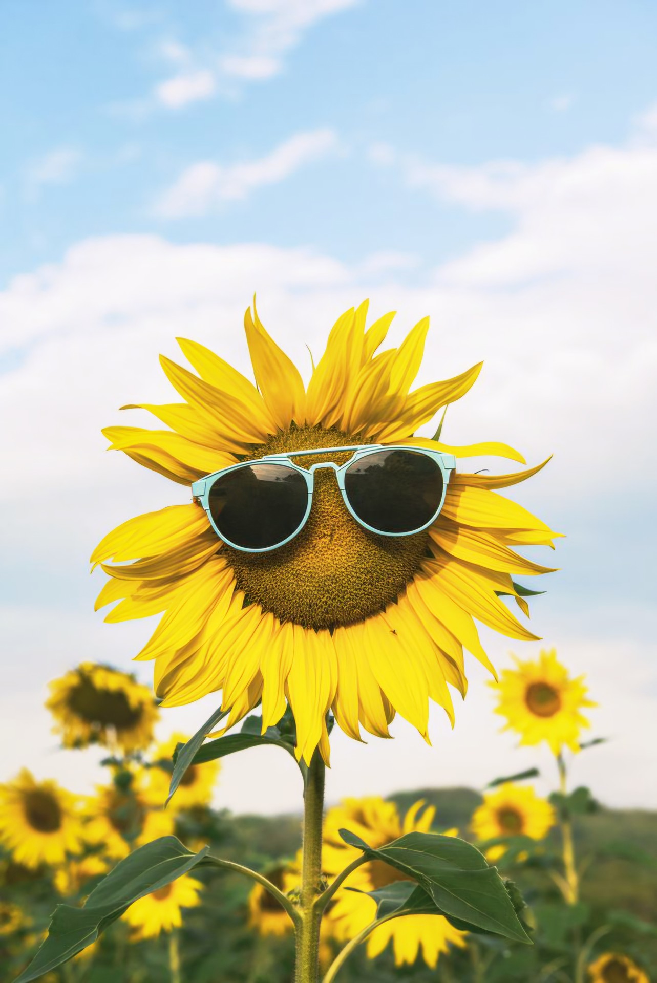 COOL SUNFLOWER