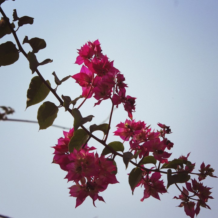 Branches and Blossoms