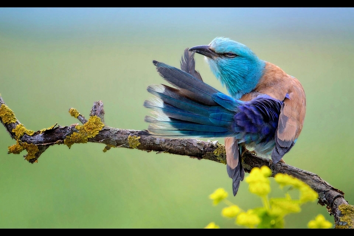 Bird 