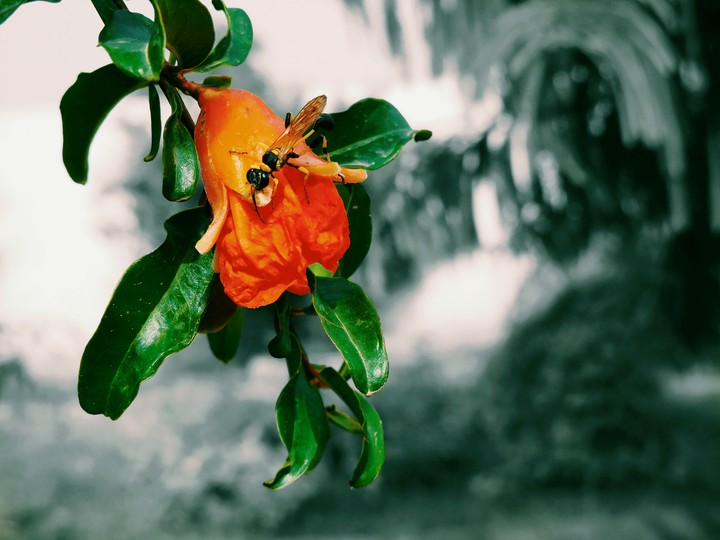 Flower nature