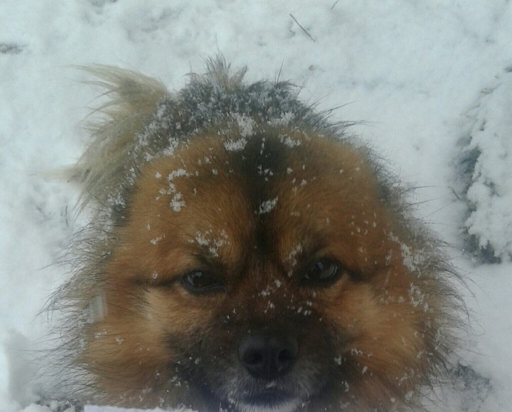 dog