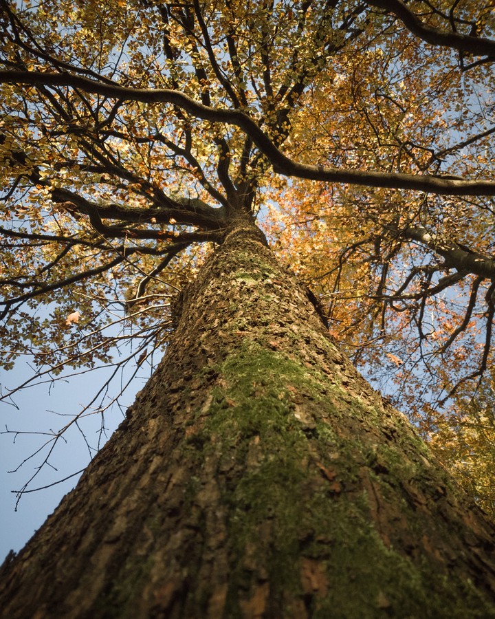 colorful tree