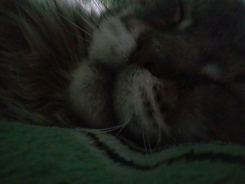 cat