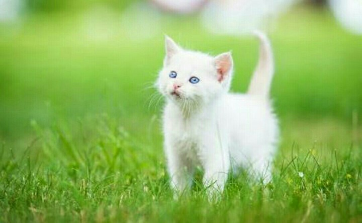 cat