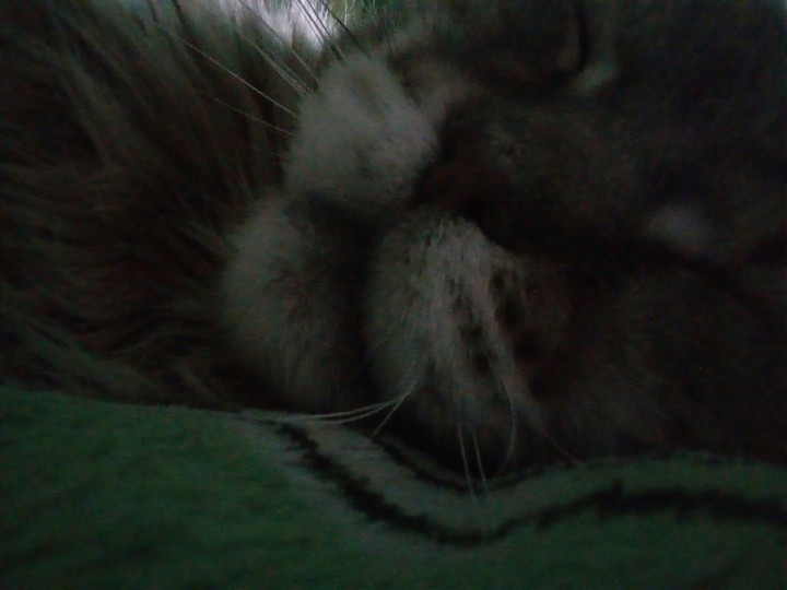 cat
