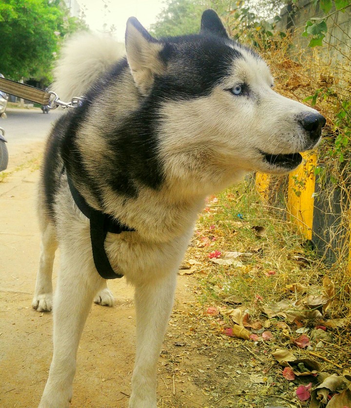 wolf kin