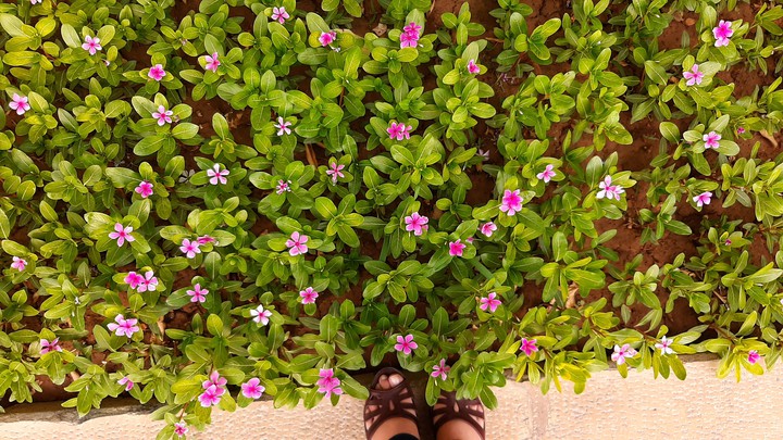 beautiful little garden