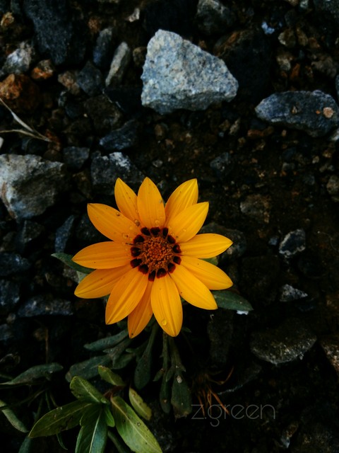 flower emerging from rocks