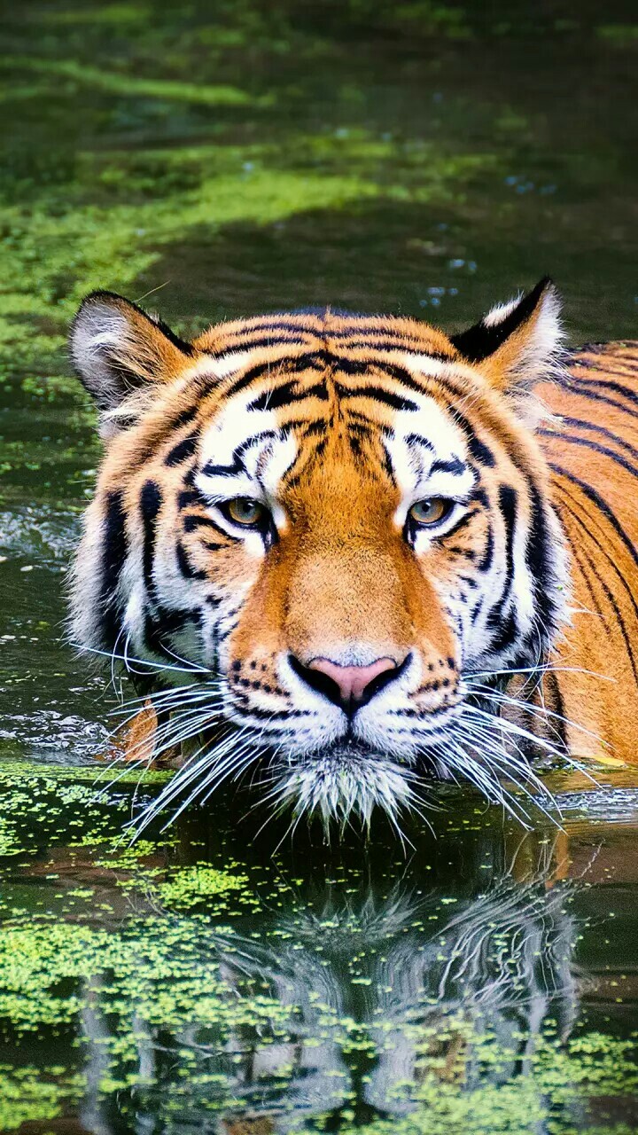 tiger staring at its prey