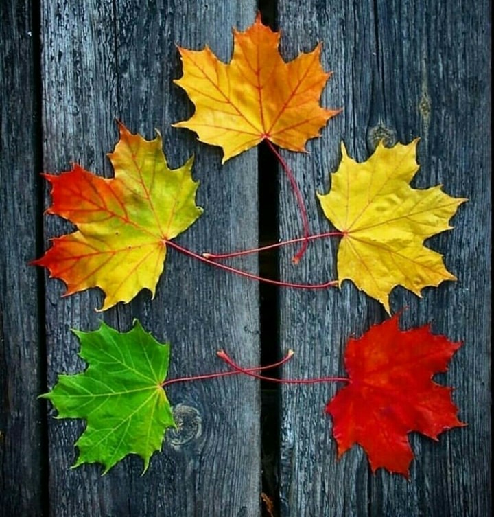 leaves