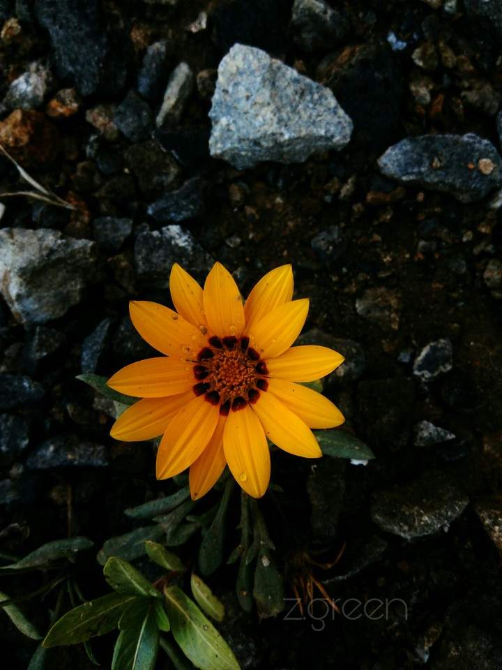 flower emerging  from  rocks