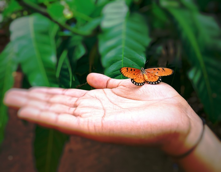 Beautiful Butterfly !!