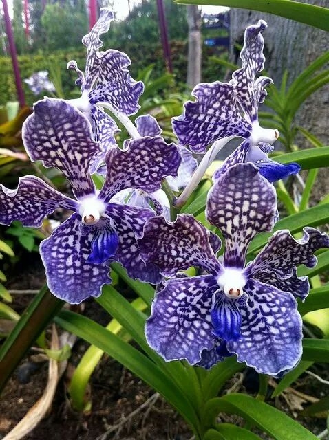 fleurs
