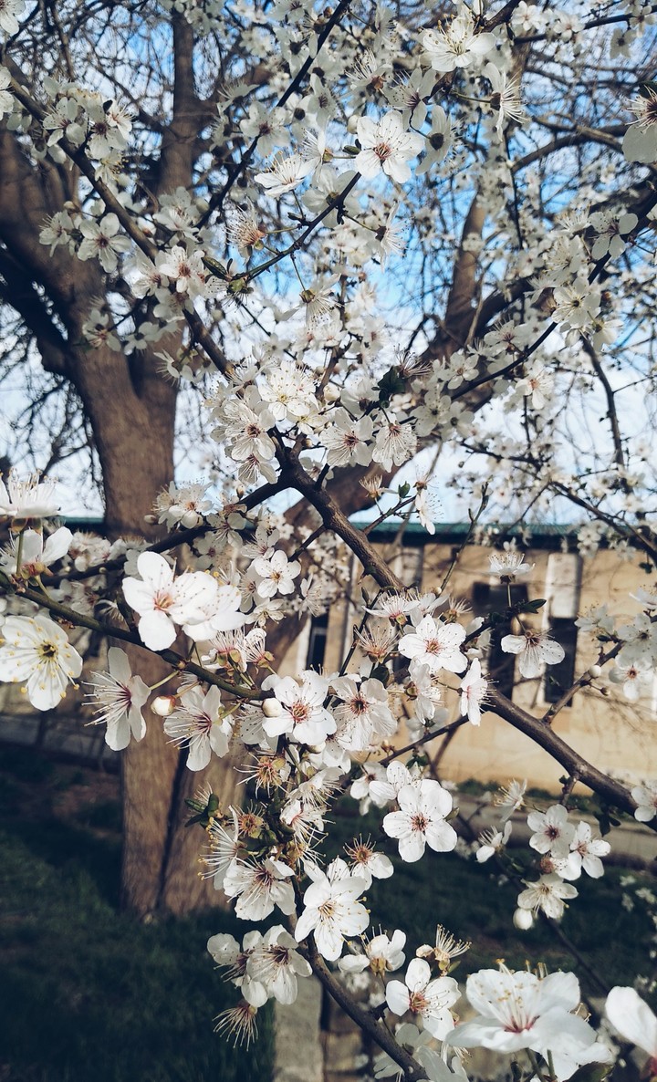 Spring