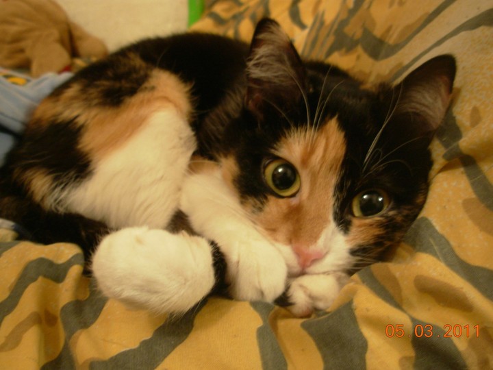котеечка