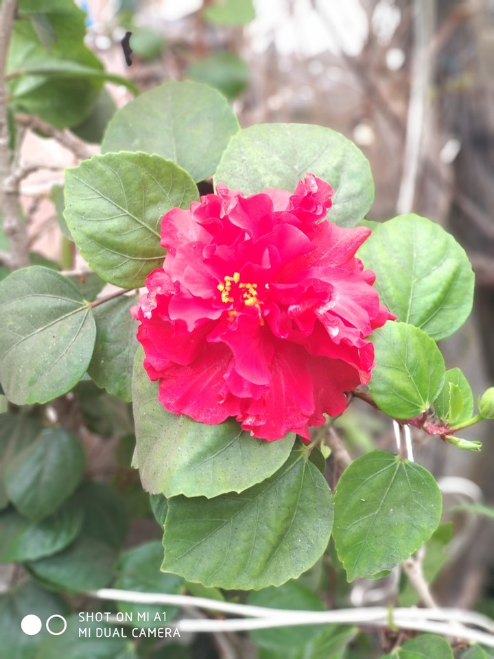 red